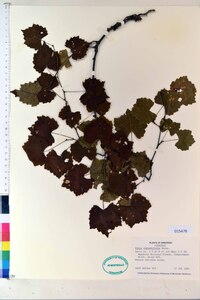 Vitis rotundifolia image