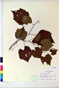 Vitis rotundifolia image