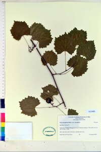 Muscadinia rotundifolia var. rotundifolia image