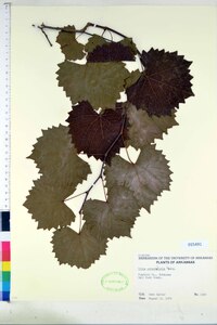 Vitis rotundifolia image