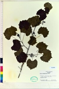 Vitis rotundifolia image