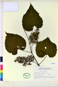 Vitis vulpina image