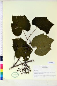 Vitis vulpina image