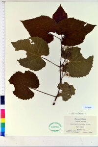 Vitis vulpina image