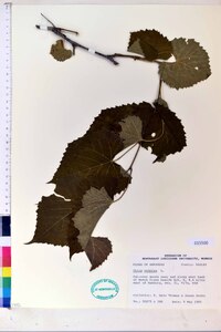 Vitis vulpina image