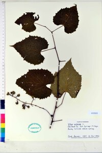 Vitis vulpina image