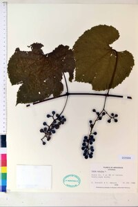 Vitis vulpina image