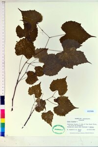 Vitis vulpina image