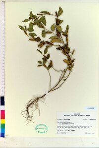 Grewia biloba image