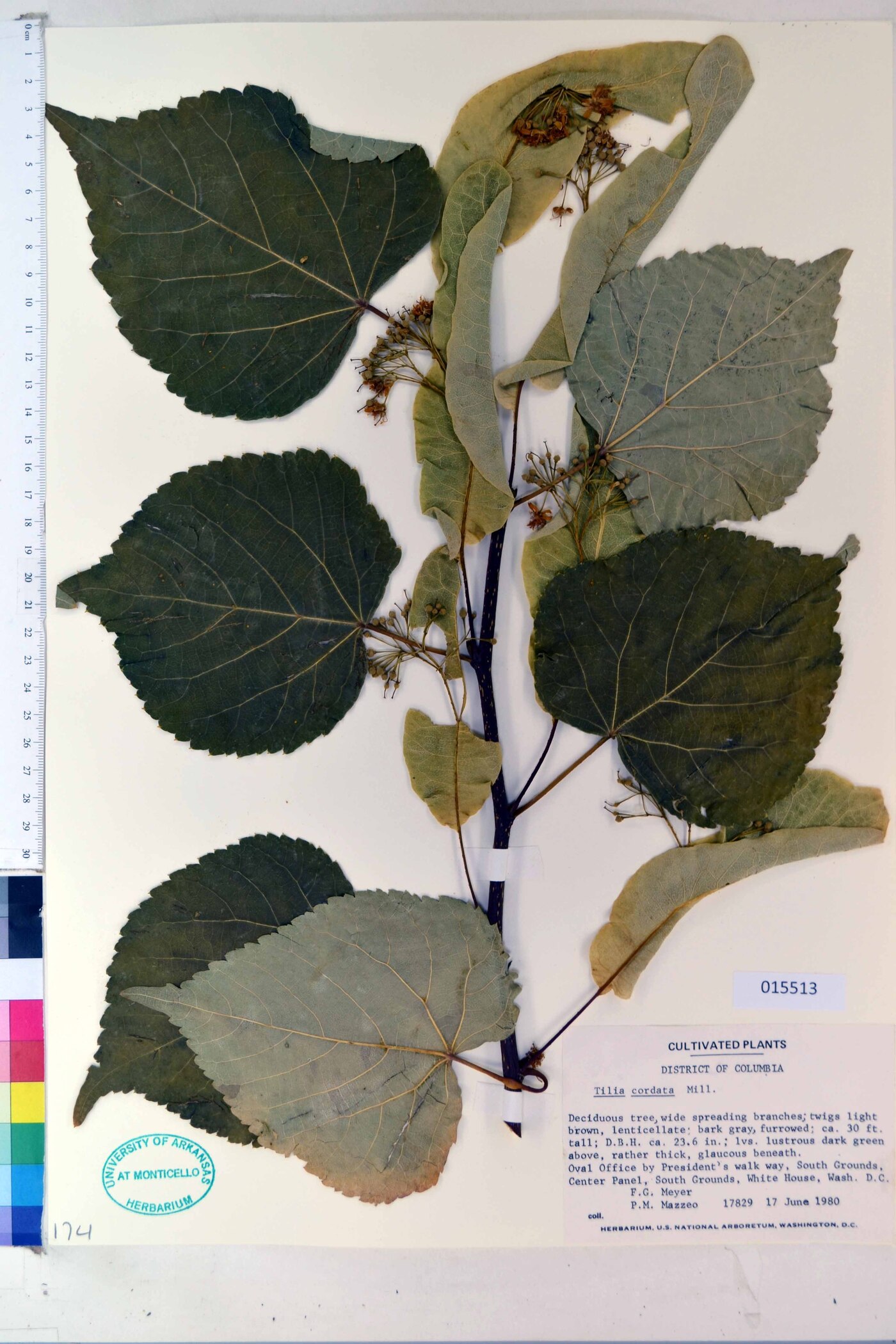 Tilia cordata image