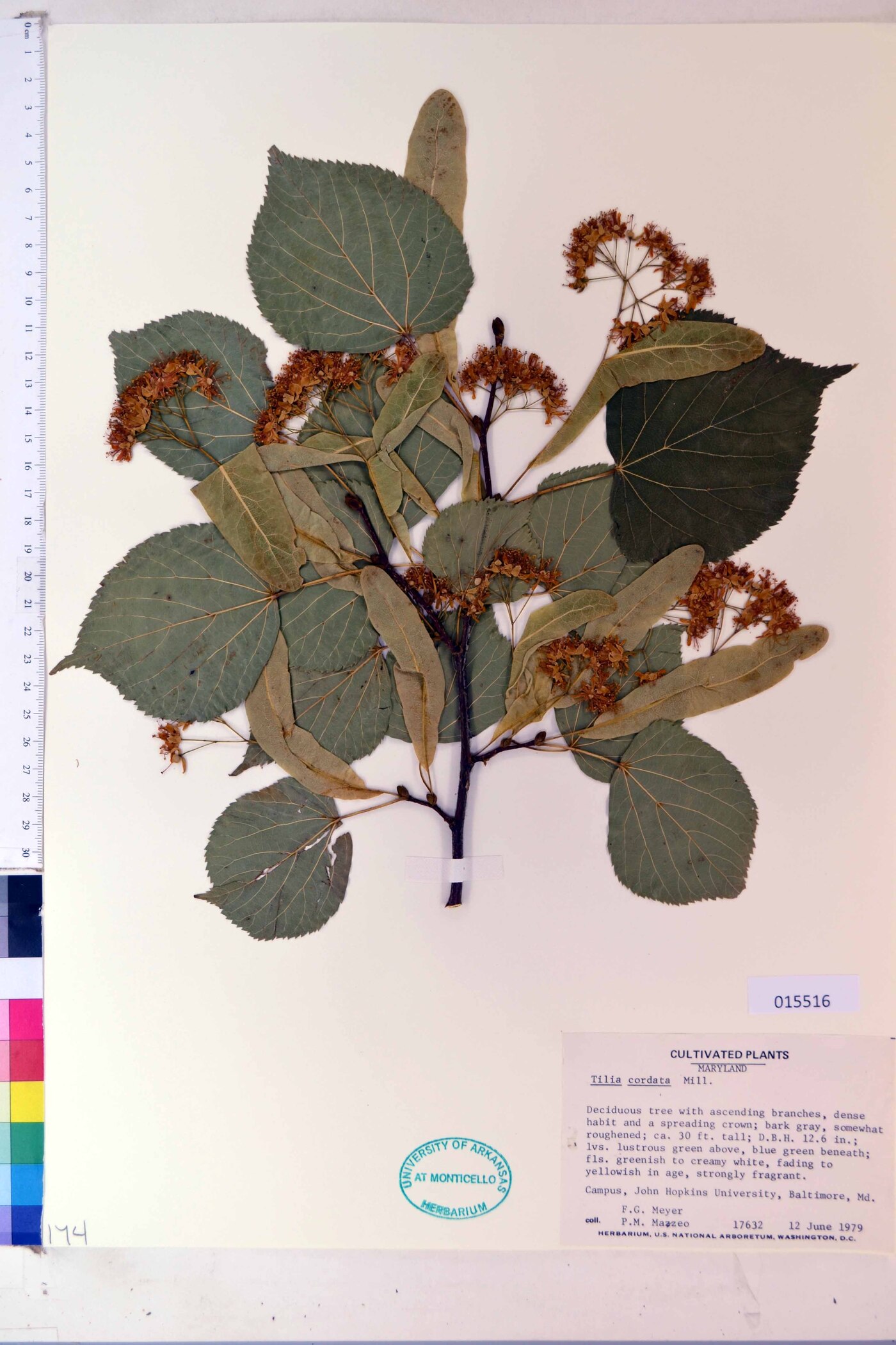 Tilia cordata image
