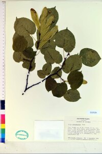 Tilia platyphyllos image