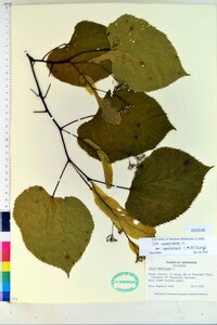 Tilia americana var. caroliniana image