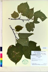 Tilia americana var. caroliniana image