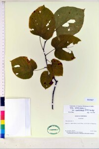 Tilia americana var. caroliniana image