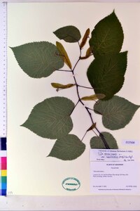 Tilia americana var. caroliniana image