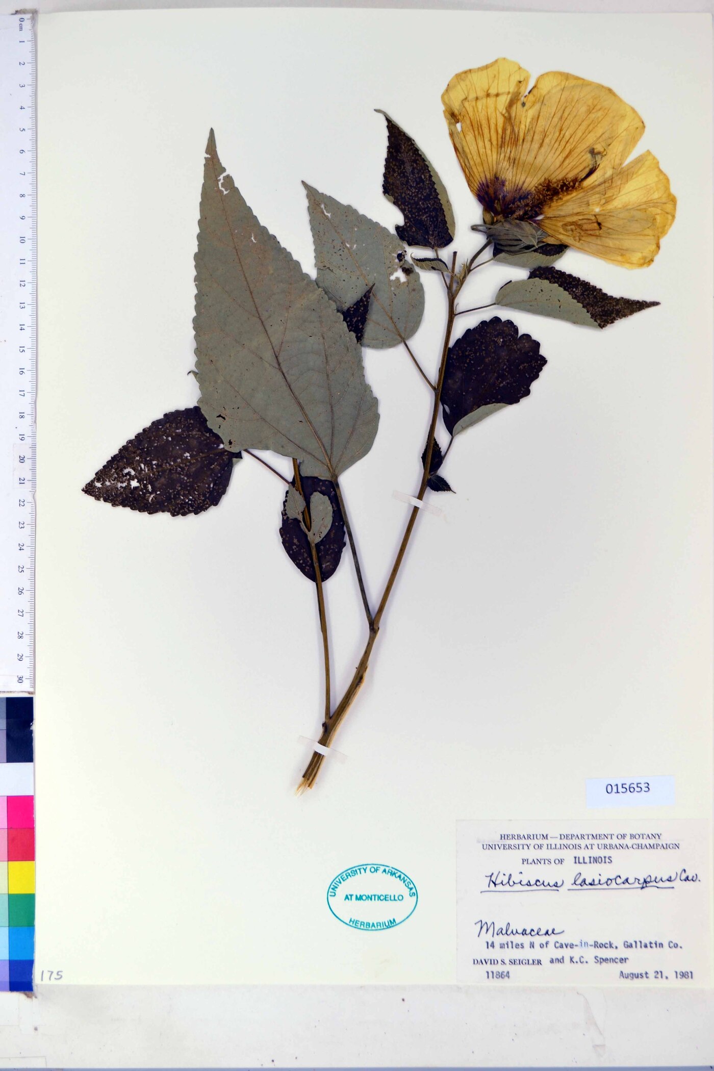 Hibiscus lasiocarpus image