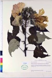 Hibiscus lasiocarpos image