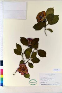 Camellia japonica image