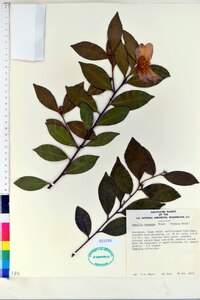 Camellia sasanqua image