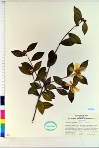 Camellia sasanqua image