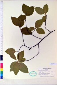 Stewartia malacodendron image