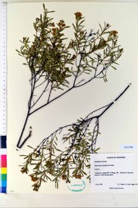 Hypericum densiflorum image