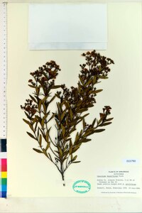 Hypericum densiflorum image