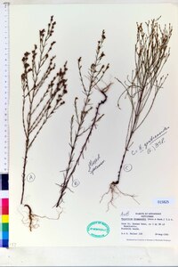Hypericum drummondii image