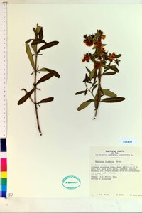 Hypericum frondosum image