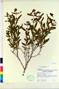 Hypericum prolificum image