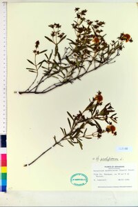 Hypericum prolificum image