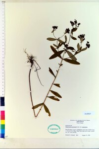 Hypericum punctatum var. punctatum image