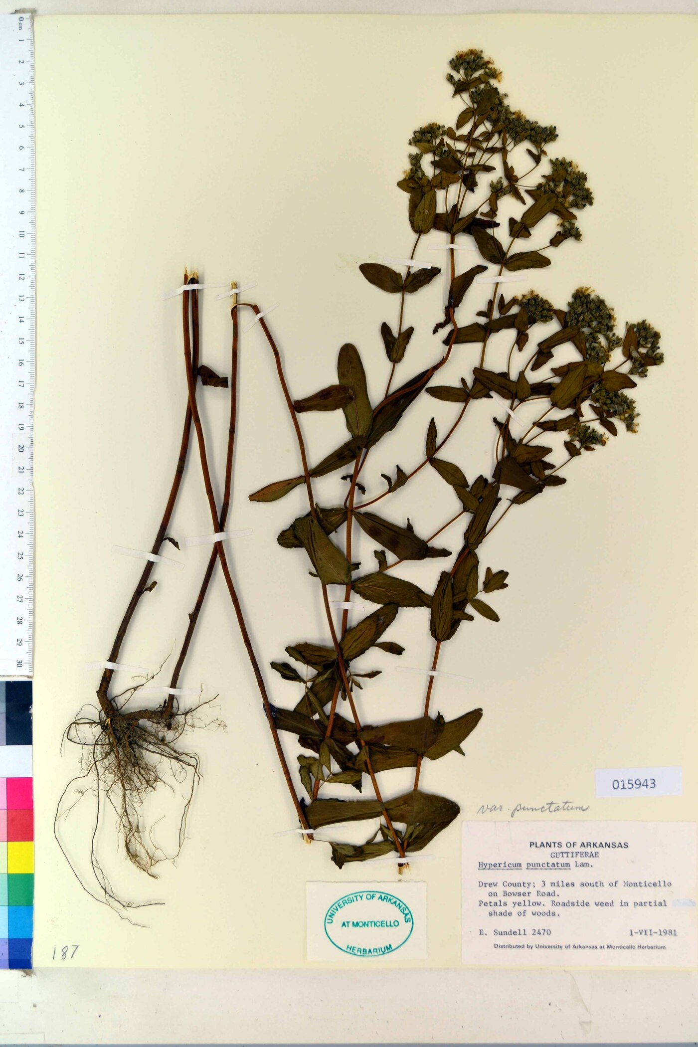 Hypericum punctatum var. punctatum image