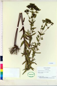 Hypericum punctatum var. punctatum image