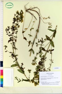 Hypericum punctatum var. punctatum image