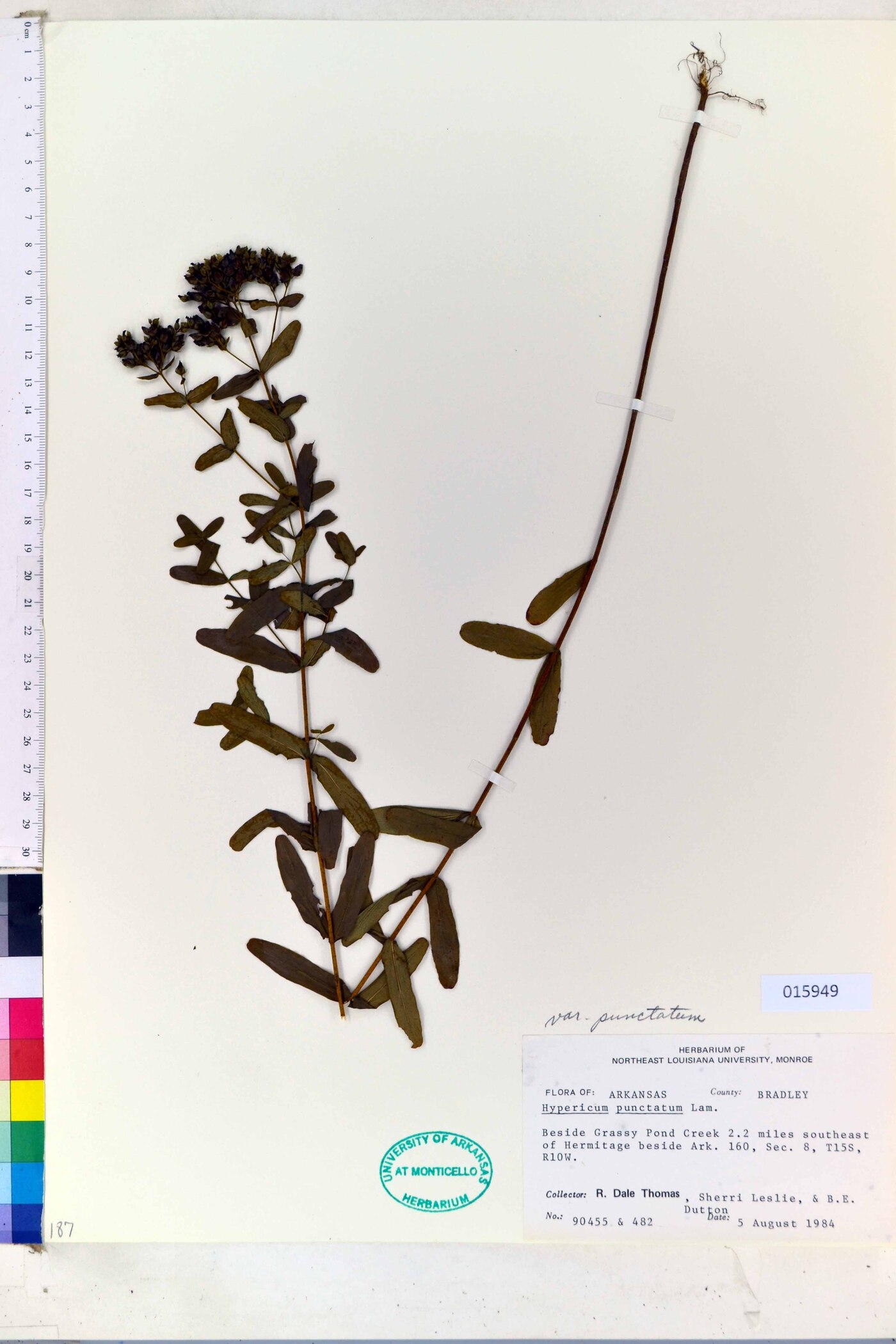 Hypericum punctatum var. punctatum image