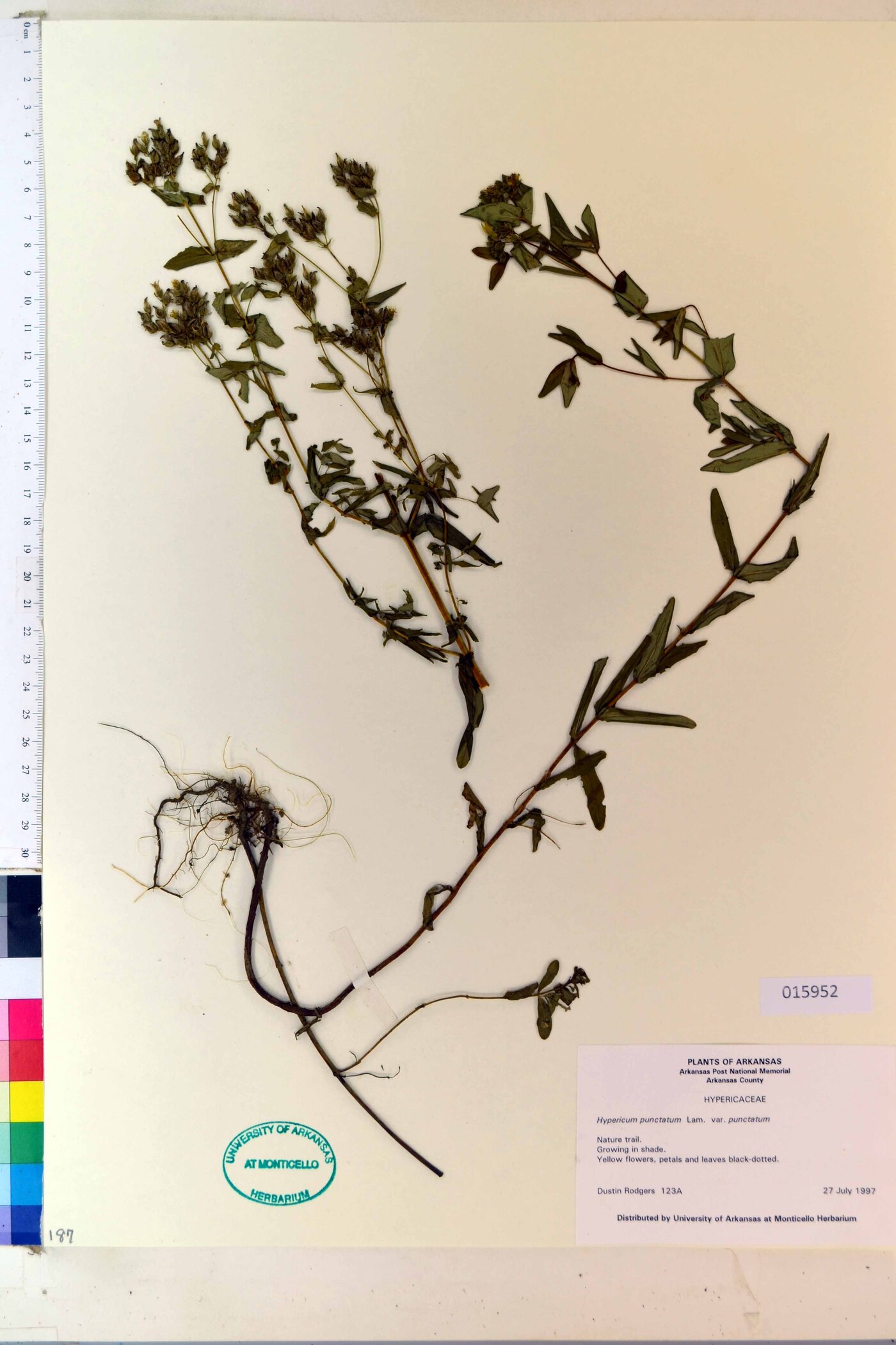 Hypericum punctatum var. punctatum image