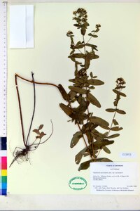 Hypericum punctatum var. punctatum image