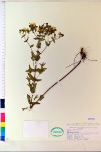 Hypericum punctatum var. pseudomaculatum image