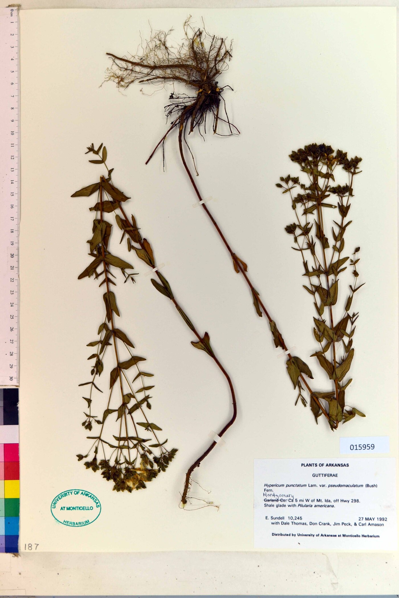Hypericum punctatum var. pseudomaculatum image