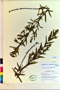 Hypericum sphaerocarpum image