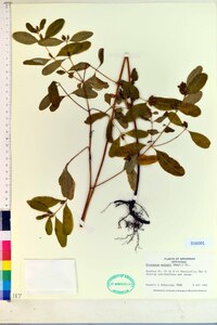 Hypericum walteri image