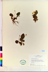Viola pubescens var. scabriuscula image