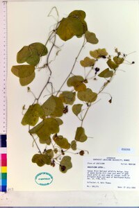 Prunus virginiana var. melanocarpa image