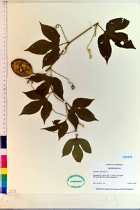 Passiflora incarnata image