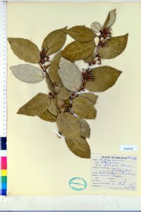 Elaeagnus pungens image