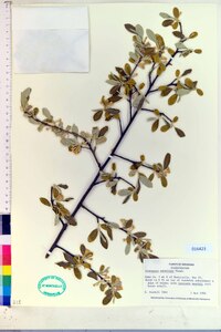 Elaeagnus umbellata image