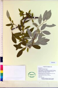 Elaeagnus umbellata image