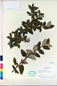 Shepherdia canadensis image